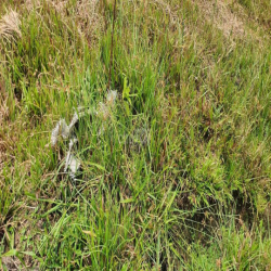 Cho thuê nhà vườn