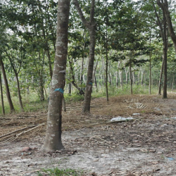 Cho thuê đất thổ cư chính chủ đã tách 5 sổ hồng giá 9,9 triệu/tháng