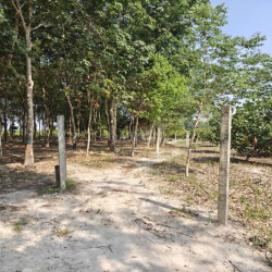 Cho thuê đất thổ cư chính chủ đã tách 5 sổ hồng giá 9,9 triệu/tháng