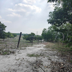 Cho thuê đất thổ cư chính chủ đã tách 5 sổ hồng giá 9,9 triệu/tháng