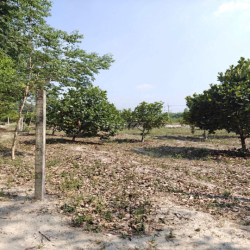 Cho thuê đất thổ cư chính chủ đã tách 5 sổ hồng giá 9,9 triệu/tháng