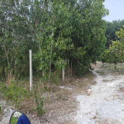 Cho thuê đất thổ cư chính chủ đã tách 5 sổ hồng giá 9,9 triệu/tháng