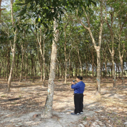 Cho thuê đất thổ cư chính chủ đã tách 5 sổ hồng giá 9,9 triệu/tháng