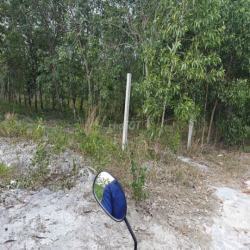 Cho thuê đất thổ cư chính chủ đã tách 5 sổ hồng giá 9,9 triệu/tháng