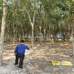 Cho thuê đất thổ cư chính chủ đã tách 5 sổ hồng giá 9,9 triệu/tháng