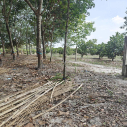 Cho thuê đất thổ cư chính chủ đã tách 5 sổ hồng giá 9,9 triệu/tháng