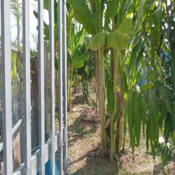 Cho thuê 1400m2 đất vườn