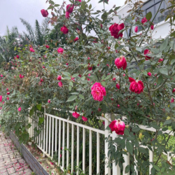 cho thuê căn hộ 1pn tại eco có nội thất