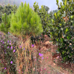 Cho Thuê Nhà và Đất 2.000m2