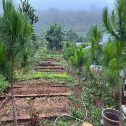 Cho Thuê Nhà và Đất 2.000m2