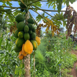 Cho thuê đất nông nghiệp. Xã Vĩnh Lộc
