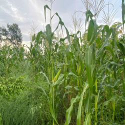 Cho thuê đất nông nghiệp. Xã Vĩnh Lộc