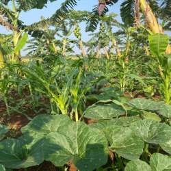 Cho thuê đất nông nghiệp. Xã Vĩnh Lộc