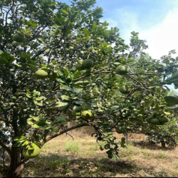 Cần bán nhà có vườn bưởi