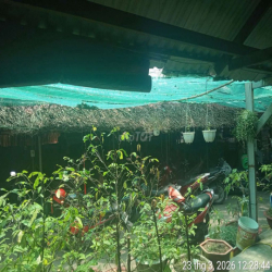 cần sang quán cafe sớm nhỏ