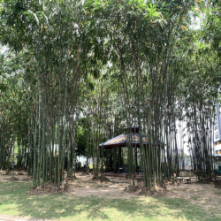 Cho thuê nhà phố Eco Xuân giá rẻ 14tr/ tháng. Đầy đủ nội thất 3PN 3WC