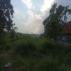 Đất trồng cây lâu năm 16 tr / năm