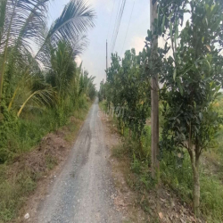 Đất trồng cây lâu năm 16 tr / năm