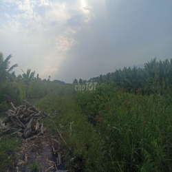 Đất trồng cây lâu năm 16 tr / năm