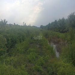 Đất trồng cây lâu năm 16 tr / năm