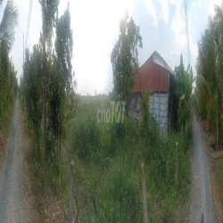 Đất trồng cây lâu năm 16 tr / năm