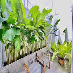🍒Phòng Logia Sân Vườn Cây Xanh Ngồi Chill Uống Trà Chiều