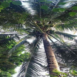 CHO THUÊ HOMESTAY VIEW HỒ  phong cách Đà Lạt giữa P Tân Hoà