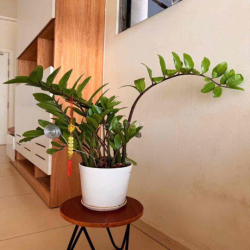 cần cho thuê căn hộ Hausneo full nội thất