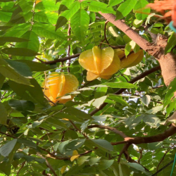 CHO THUÊ MT Độc Lập - P Tân Thành  : 4 x 20 Đúc 3,5 Tâm có 4 Pn, 4 Wc 