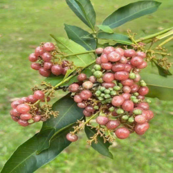 CHO THUÊ MT Độc Lập - P Tân Thành  : 4 x 20 Đúc 3,5 Tâm có 4 Pn, 4 Wc 