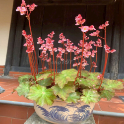 CHO THUÊ MT Độc Lập - P Tân Thành  : 4 x 20 Đúc 3,5 Tâm có 4 Pn, 4 Wc 