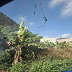 cho thuê đất hoặc bán