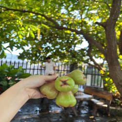 Nhà Vườn 10x25m 3pn 2vs Cách Biển 500m- Gần chợ Long Hải