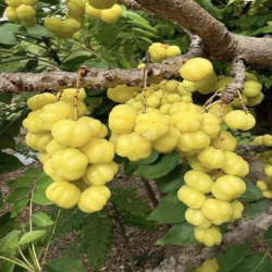 NHÀ MỚI, HẺM XE HƠI SÁT MẶT TIỀN, 1 TRỆT, 1L SÂN THƯỢNG 2P. NGỦ 2WC