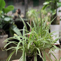 SANG NHƯỢNG MẶT BẰNG TÂN BÌNH 800m2