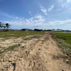 ĐẤT NÔNG NGHIỆP 300m2 MIỄN PHÍ THUÊ 6 THÁNG THÀNH HẢI, TP. PHAN RANG