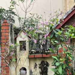 CHÍNH CHỦ CHO THUÊ NHÀ NGUYÊN CĂN KHU THÀNH CÔNG