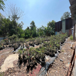 Đất trống hẻm xe tải vào được