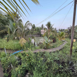 cần cho thuê sân vườn