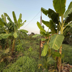 cần cho thuê sân vườn