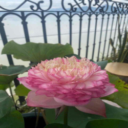 Căn hộ golden Bay ,1 phòng ngủ , 1 phòng khach , bếp., 1 ban công