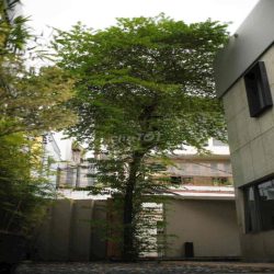 🏡 CHO THUÊ VILLA SÂN VƯỜN 122A TRẦN ĐÌNH XU TRUNG TÂM QUẬN 1