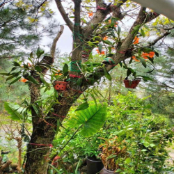 Cho thuê villa F11 Flamingo Đại Lải