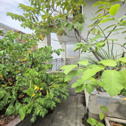 Ban công SÂN VƯỜN  diện tích phòng 50m2 chill cùng nắng sáng và gió