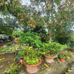 Nhà cho thuê
