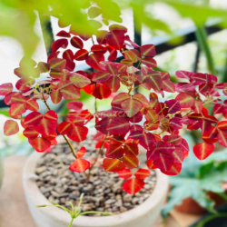 NHÀMỚI, Trg tâm Q3 liền kề Q1, 1 TRỆT, 1LỬNG, 1L SÂN THG, 3P. NGỦ Ok