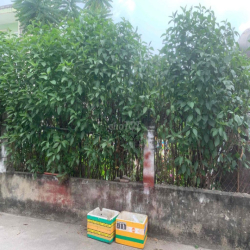 cho thuê đất trống
