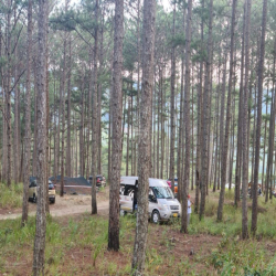 Cho thuê 10.600m2 đất vườn cafe Sim Tím MT QL20, HXH Đà Lạt