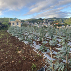 Cho thuê 10.600m2 đất vườn cafe Sim Tím MT QL20, HXH Đà Lạt