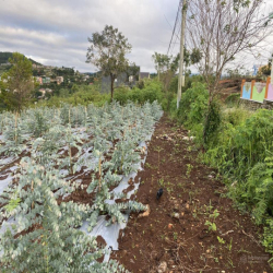 Cho thuê 10.600m2 đất vườn cafe Sim Tím MT QL20, HXH Đà Lạt